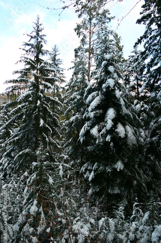 schneebedeckte Fichten © cagala