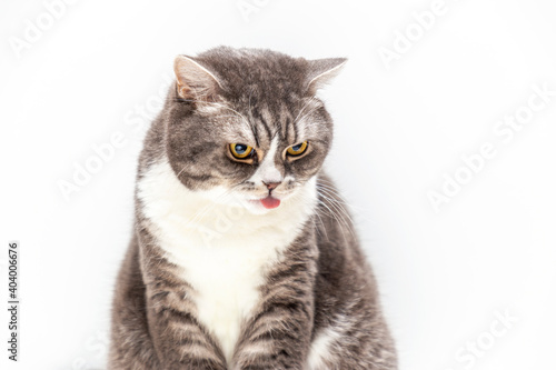Portrait of a cat of the British breed on a white background tongue sticking out. Pets concept.