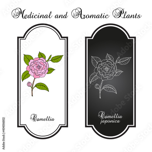 Japanese camellia Camellia japonica , ornamental and medicinal plant