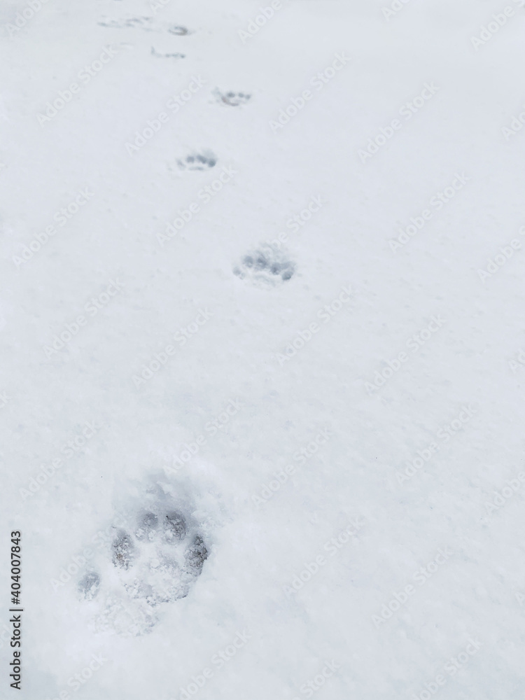 animal footprint on snow