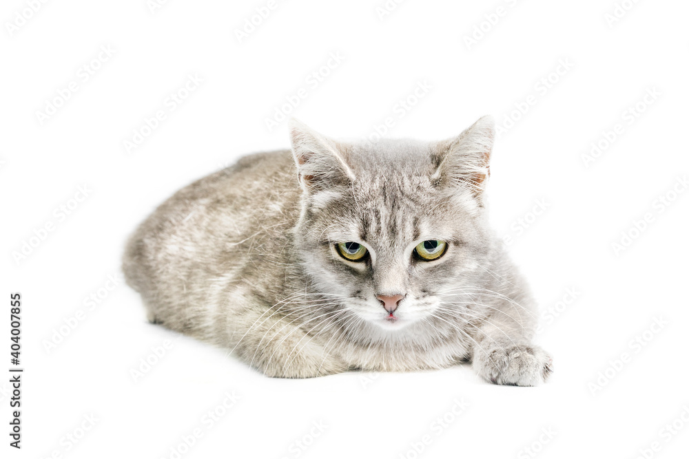 silver tabby cat isolated on white background silver tabby cat isolated on white background