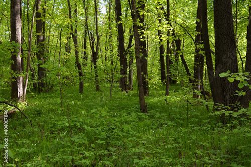 Fototapeta Naklejka Na Ścianę i Meble -  Beautiful forest landscape in spring. Fresh green grass and foliage of trees.