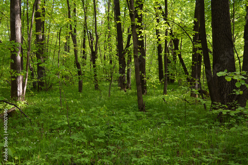 Beautiful forest landscape in spring. Fresh green grass and foliage of trees.