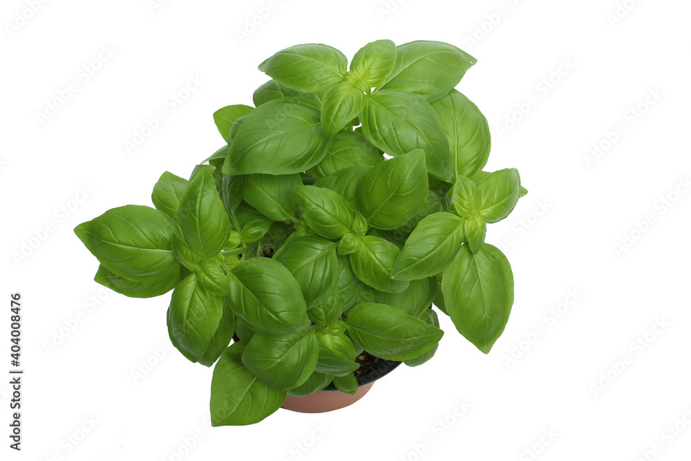 Basil Basil