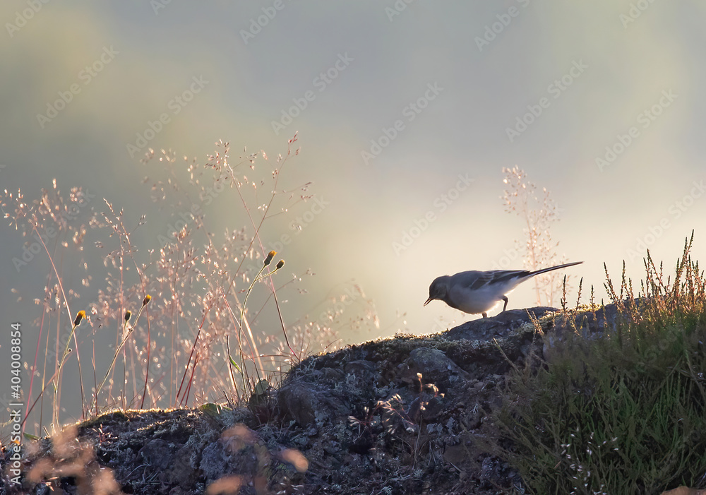 Φωτογραφία The white wagtail (Motacilla alba) is a small passerine bird in the family Motacillidae, which also includes pipits and longclaws