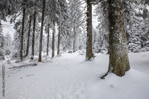Beautiful winter in the Gorce Mountains - fresh snow created an amazing landscape. Beskidy, Poland. © PawelUchorczak