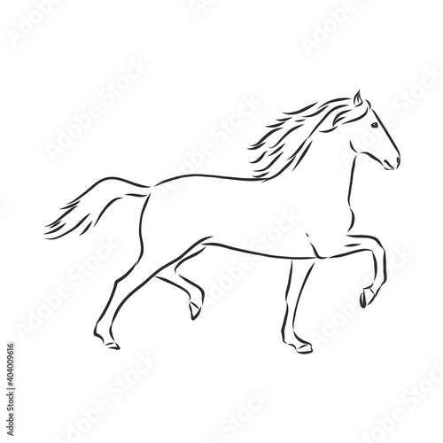 Vector silhouette of a horse. beautiful horse vector sketch illustration