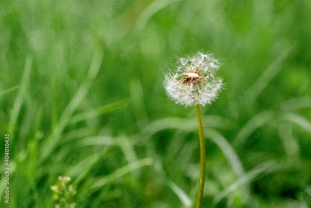 White dandelion in the garden among the green grass White dandelion in the garden among the green grass