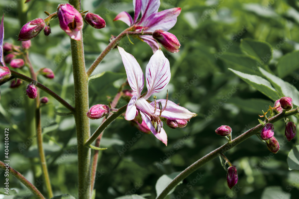 Pink Diptam (Dictamnus albus) in the garden