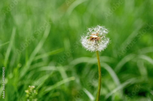 White dandelion in the garden among the green grass