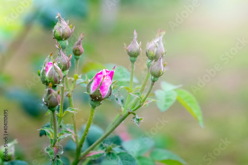 Rose buds on a bush in the garden with a blurred background