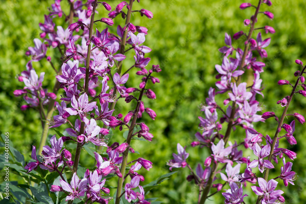 Pink Diptam (Dictamnus albus) in the garden Pink Diptam (Dictamnus albus) in the garden