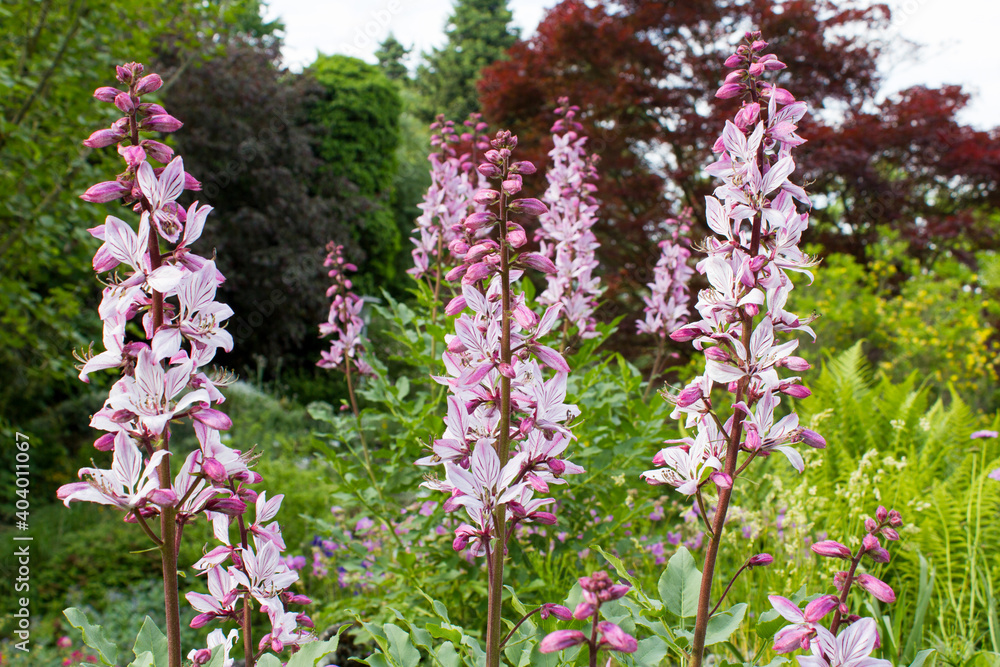 Obraz premium Pink Diptam (Dictamnus albus) in the garden