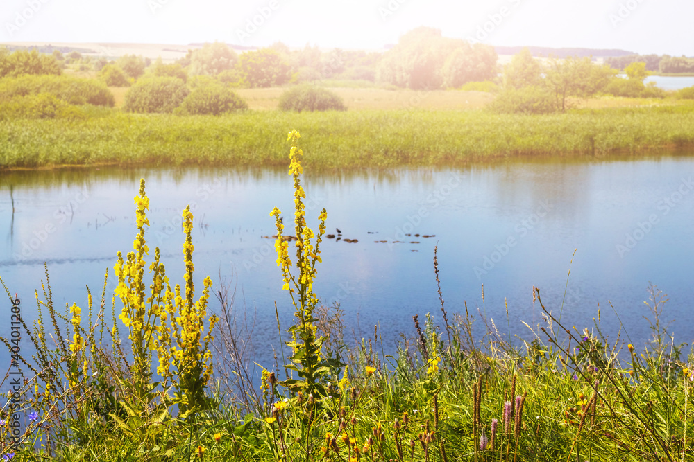 Yellow flowers by the river in the sun Yellow flowers by the river in the sun