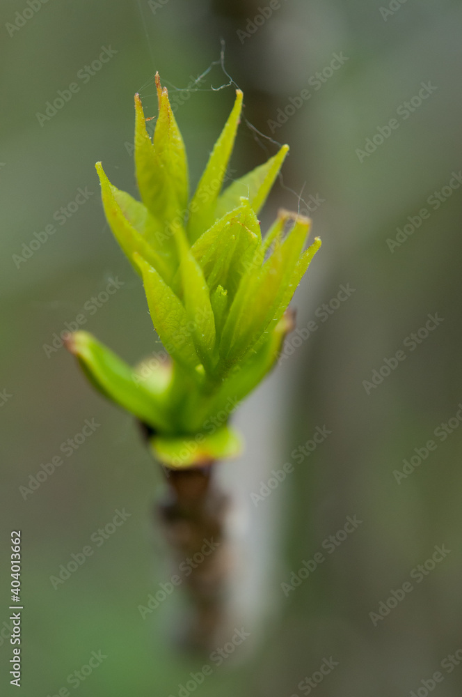 close up of a green leaf budding
