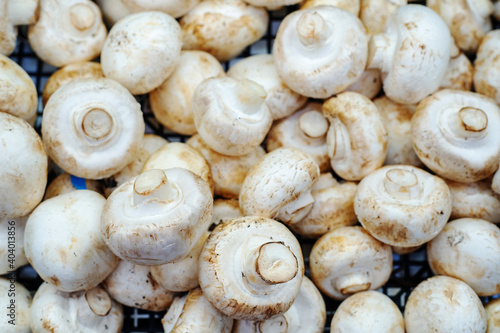 Lots of champignon mushrooms on the counter in the store. Close-up. Flat lay frame