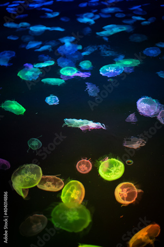 カラフルにライトアップされたクラゲ © Ryo Yamashita