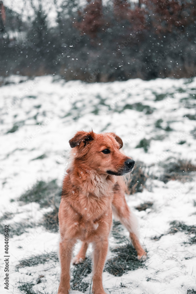 A mongrel dog with snow on top of his head in the field on a winter day. Animal concept. Winter concept.