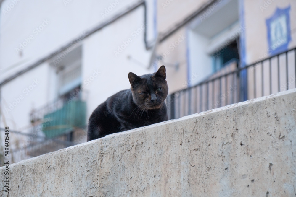 black cat napping on concrete wall