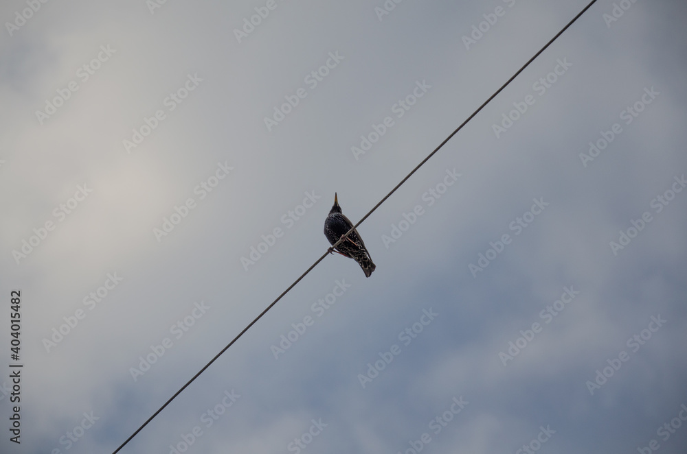 A starling bird sits on a wire