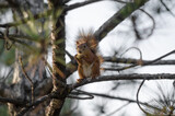 Squirrel sitting  and eating on a tree branch