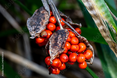 A Close up of Iris Foetidissima Berries photo