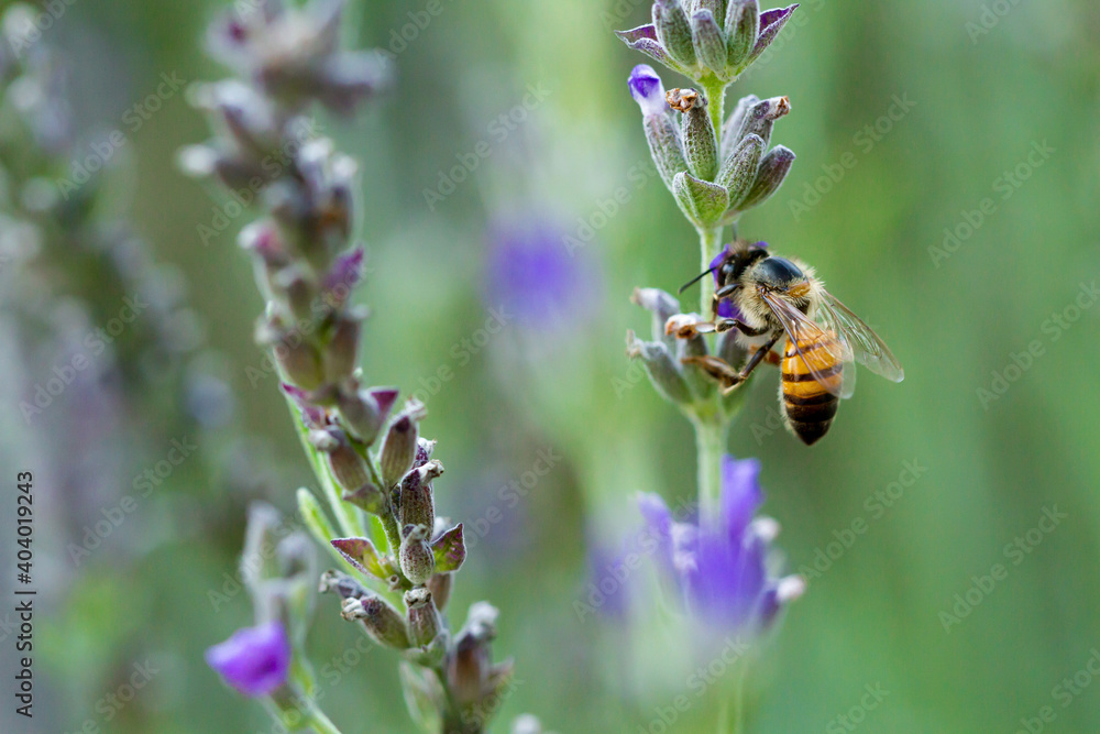Bee on Lavender Bee on Lavender