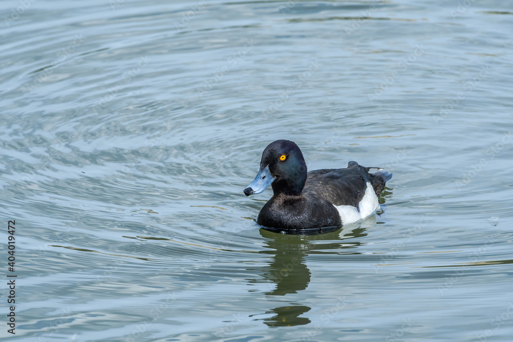 Fototapeta premium Tufted Duck (Aythya fuligula) drake on lake