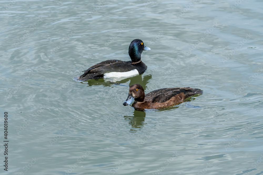 Tufted Duck (Aythya fuligula) drake and female on lake Tufted Duck (Aythya fuligula) drake and female on lake