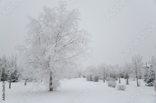 The snowy park. Trees in frost