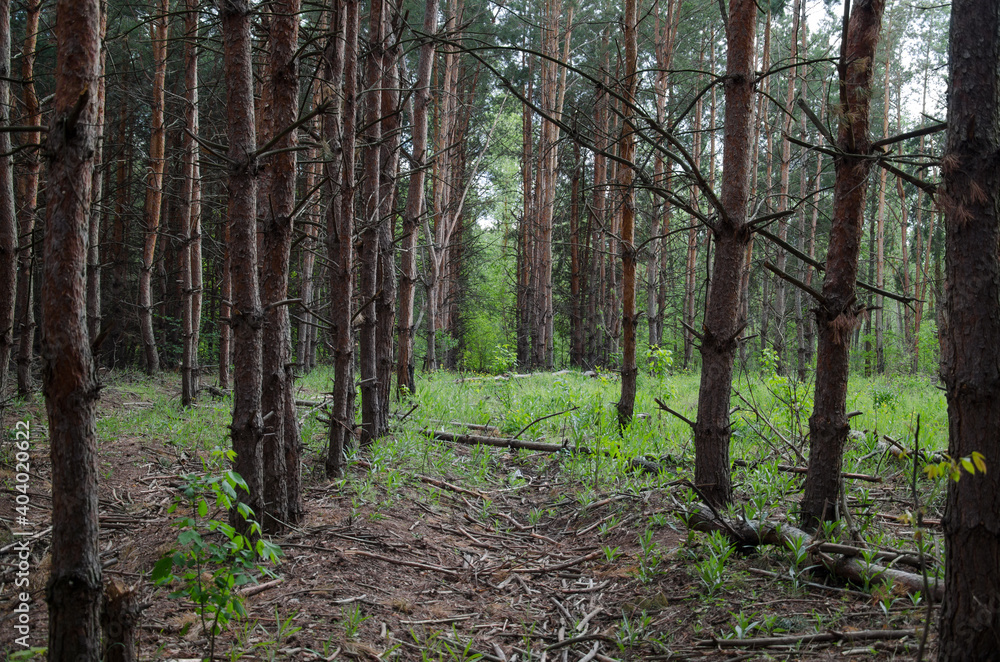 Green coniferous forest. Trunks of coniferous trees Green coniferous forest. Trunks of coniferous trees