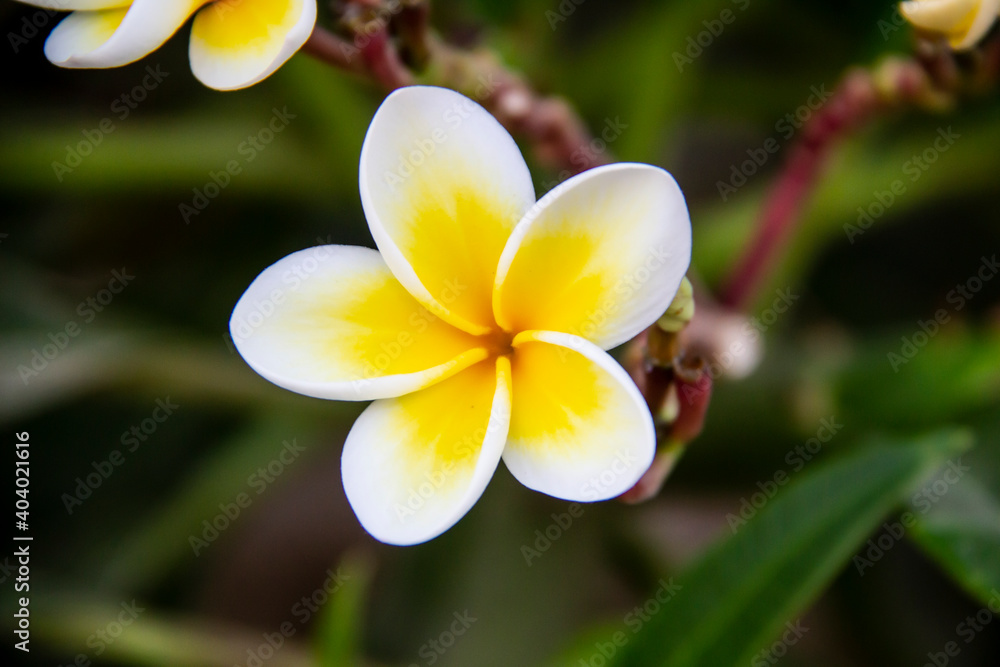 Fototapeta premium Beautiful plumeria (frangipani) blooming in The Hurghada in Egypt. Bright white yellow plumeria flower as a floral background against green leaves