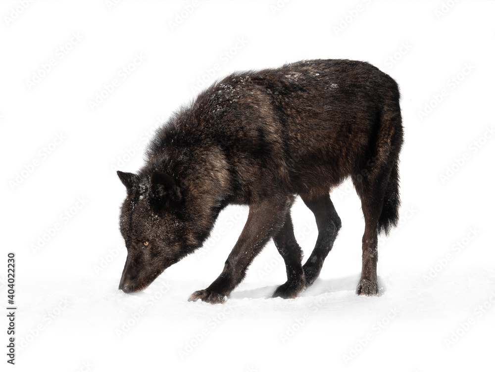 canadian wolf walking on trail in winter isolated on white background canadian wolf walking on trail in winter isolated on white background