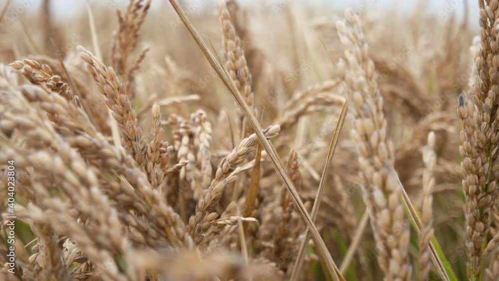 Cheery agricultural area with ripe rice spikes swaying back and forth in summer Cheery agricultural area with ripe rice spikes swaying back and forth in summer
