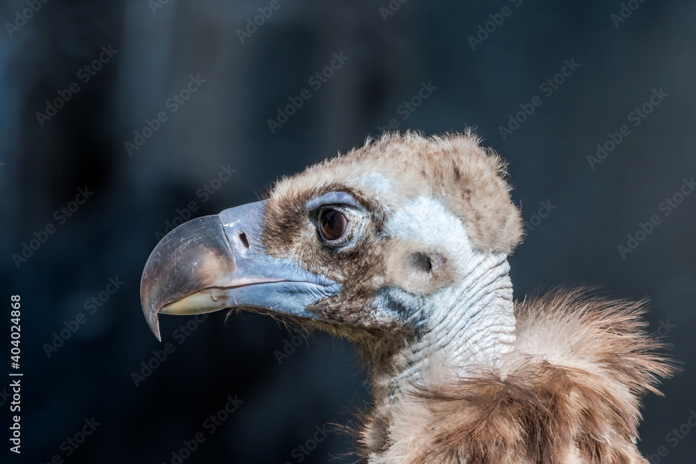 Cinereous Vulture (Aegypius monachus) in Caucasus, Republic of Dagestan, Russia Cinereous Vulture (Aegypius monachus) in Caucasus, Republic of Dagestan, Russia
