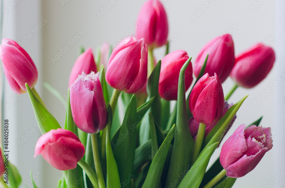 Bouquet of tulips. Bouquet of pink tulip buds Bouquet of tulips. Bouquet of pink tulip buds