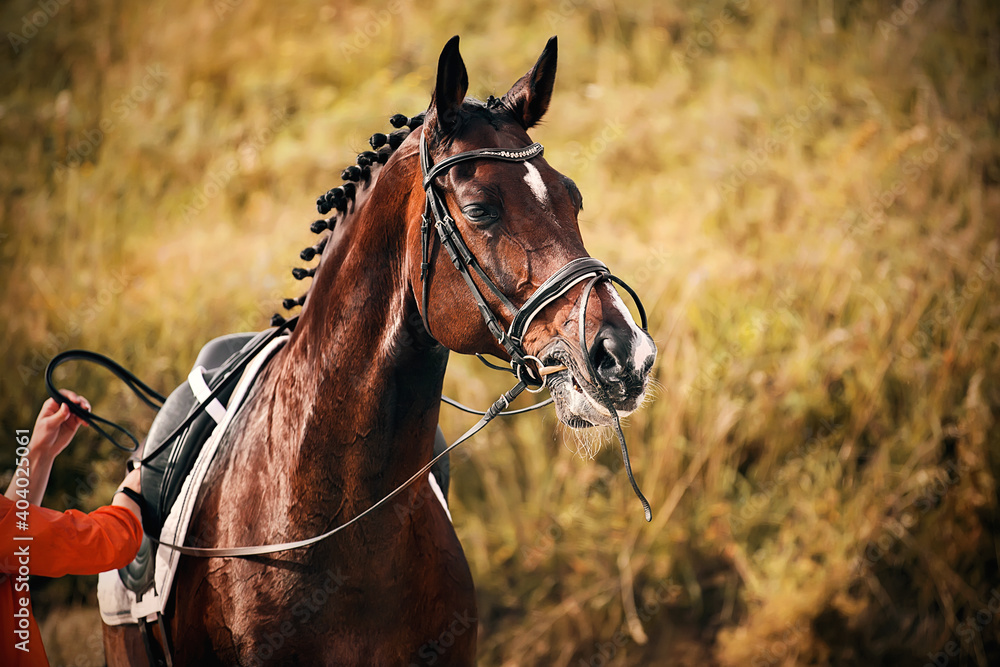 Fototapeta premium A beautiful bay horse with a braided mane waits for the rider to adjust the straps on the saddle on a sunny day. Equestrian sports. Horse riding. Preparing for the competition.