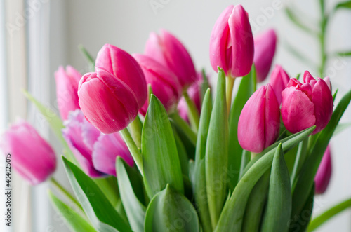 Bouquet of tulips. Bouquet of pink tulip buds