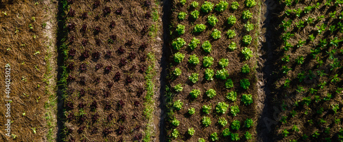 Vegetables growing in the f...