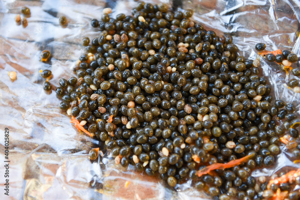 Papaya seed fruit for planting on table background, Seeds Ripe papaya. Papaya seed fruit for planting on table background, Seeds Ripe papaya.
