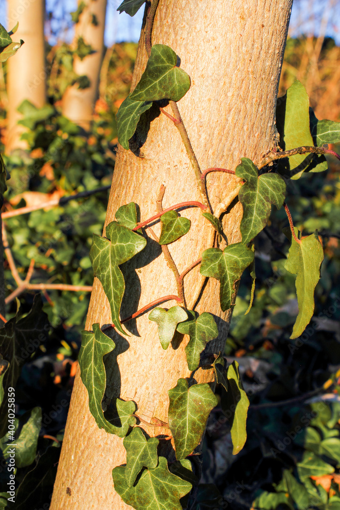 Der Gemeine Efeu, auch Gewöhnlicher Efeu oder kurz Efeu (Hedera helix