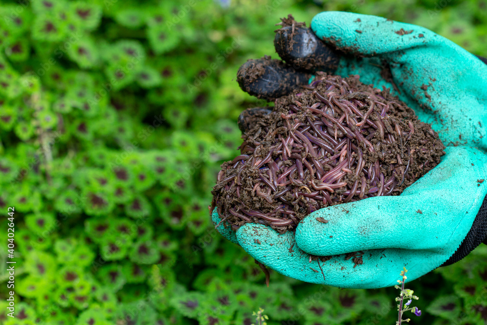 Farmer hands holding Fertile soil Stock Photo Adobe Stock