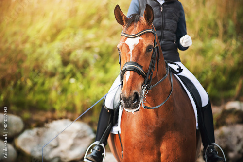 Portrait of a beautiful horse with a white spot on its forehead, in the saddle of which sits a rider holding a whip in his hand on a sunny summer day. Horse riding. Equestrian sports.