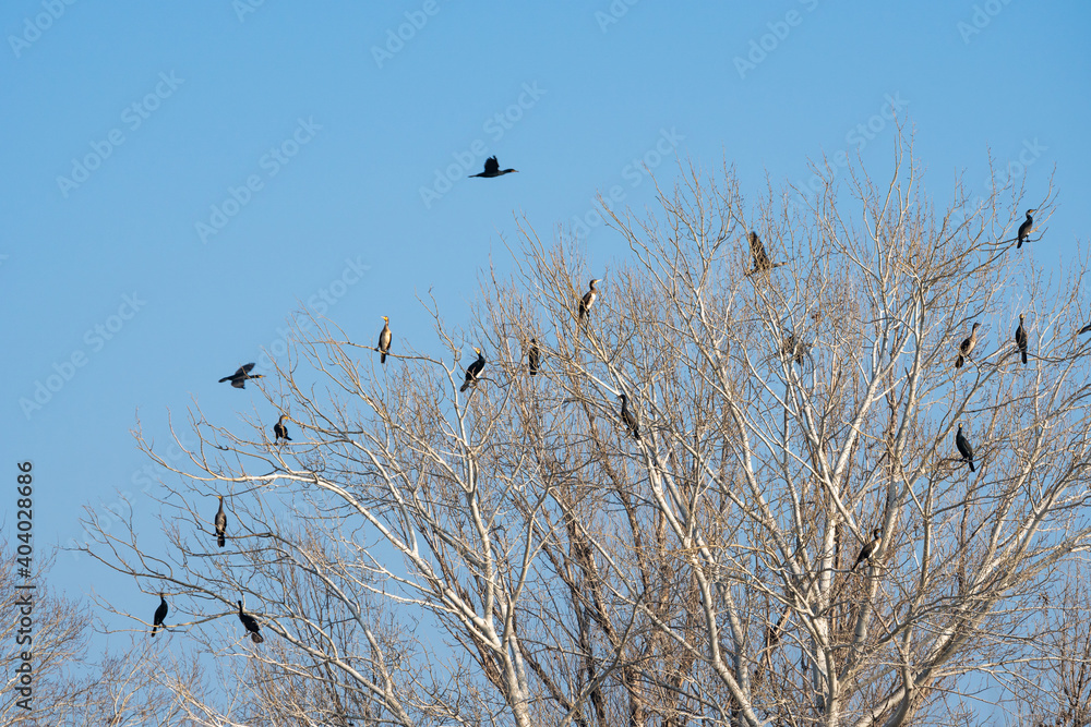 Colony of cormorants sitting on the branches of a tree Colony of cormorants sitting on the branches of a tree