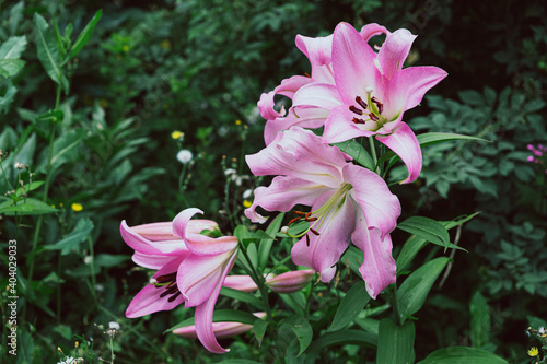 Pink giant lilies on a background of green leaves