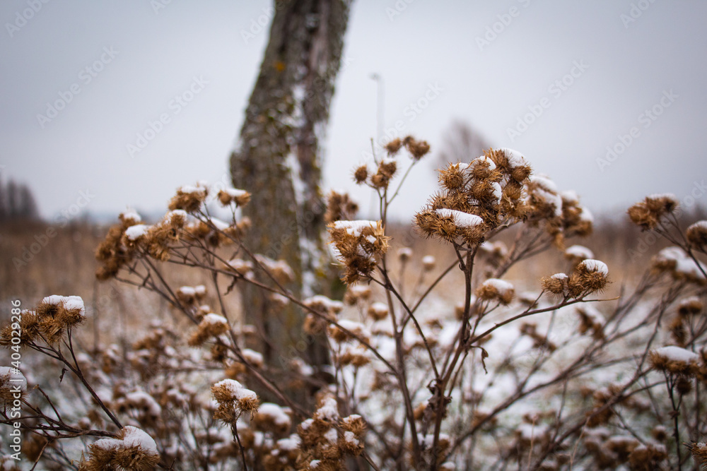 Dry plant with thorns against the background of a bare tree trunk in winter Dry plant with thorns against the background of a bare tree trunk in winter