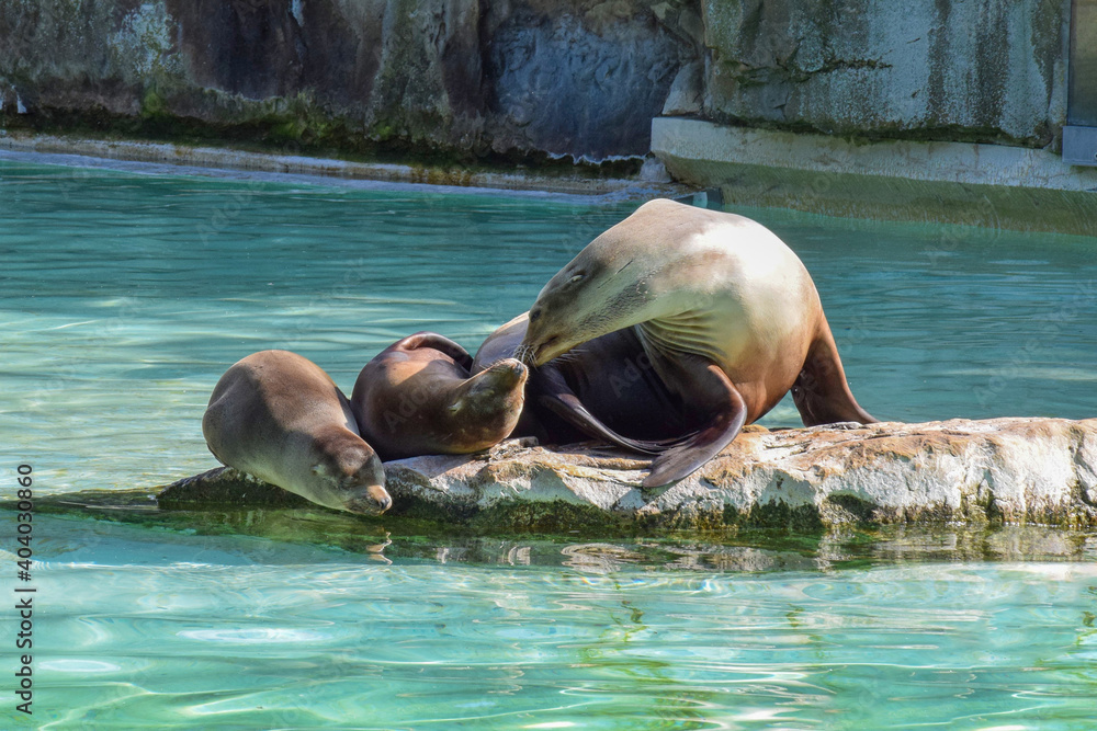 Fototapeta premium Navy seals lying on a rock in the pool