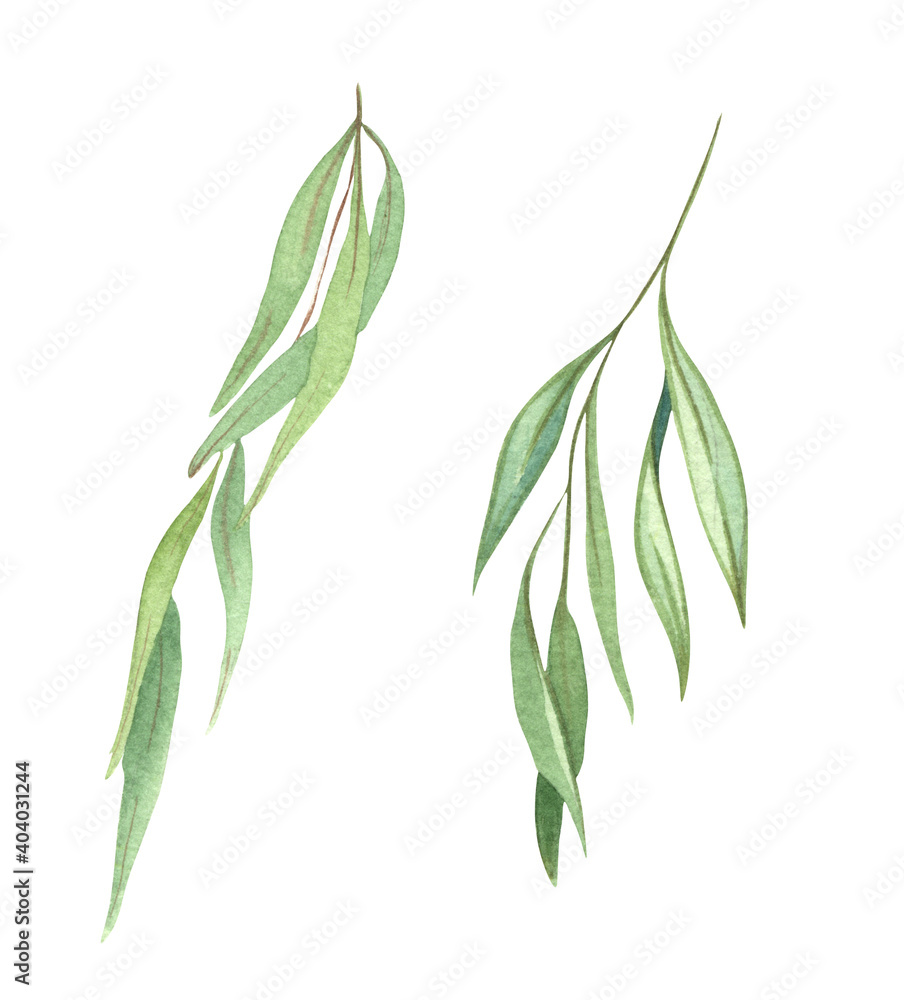 Watercolor set of willow branches. Spring twigs. Easter decorations. Hand drawn elements isolated on white background. Watercolor set of willow branches. Spring twigs. Easter decorations. Hand drawn elements isolated on white background.