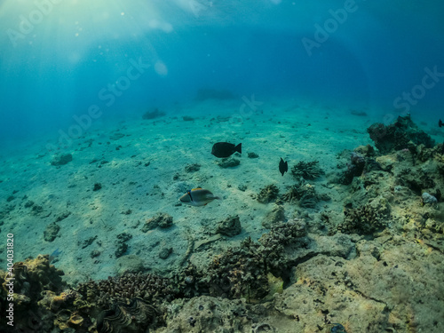 Fototapeta Naklejka Na Ścianę i Meble -  Corals on the sandy Red Sea bottom