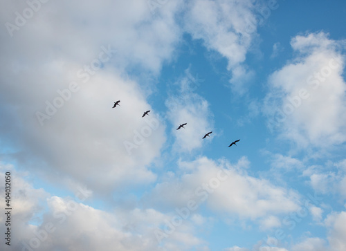 Seagulls migration group